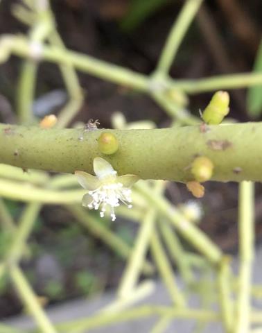 http://www.cloudjungle.com/cloudjungle/cactaceae/rhipsalis/rhipsalis cereiformis (hort) flower.jpeg